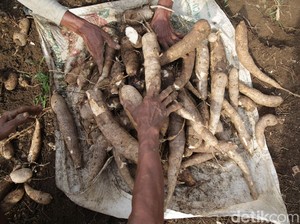 Petani Singkong-Produsen Tapioka Teriak Gegara Banjir Impor