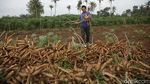 Petani Singkong di Lampung Ini Raup Cuan Rp 150 Juta Lho Per Tahun