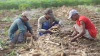 Munadi menuturkan penghasilan dari panen singkong tak menentu. Sebab, harga singkong sangat dinamis dan fluktuatif. Tahun ini misalnya, harga singkong merosot hanya sekitar Rp 800 dari sebelumnya Rp 1300-1400 per kilogram. Penurunan harga tersebut membuat petani sepertinya kewalahan.