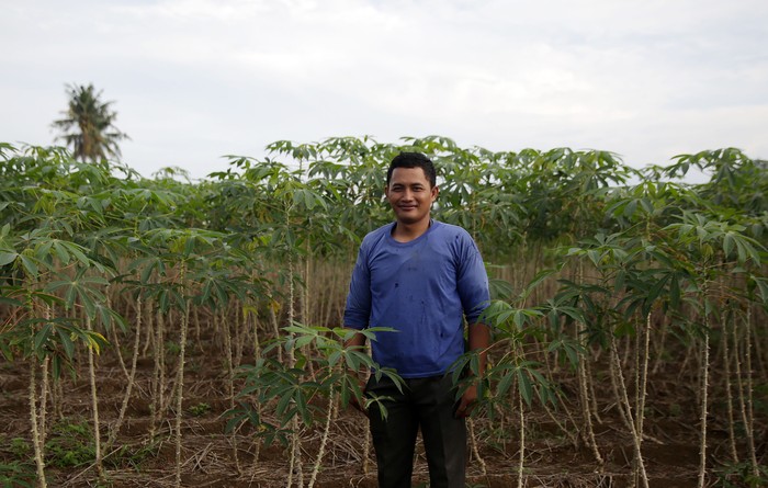 petani singkong