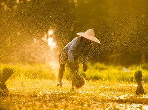 Kementan Janjikan Data Produksi Seluruh Komoditas Tervalidasi BPS