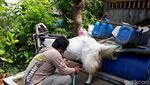 Banjir Pesanan, Susu Kambing Etawa Bantul Dipercaya Bisa Atasi Gejala Covid-19