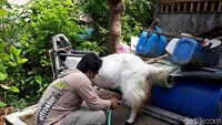 Awal mula susu itu saya cuma untuk pendapatan harian, habis kontes menjurus ke susu dan sekitar 2018 mulai fokus untuk kambing perah, katanya saat ditemui detikcom di kediamannya, Jumat (24/9/2021). Foto: detikcom/Pradito Rida Pertana