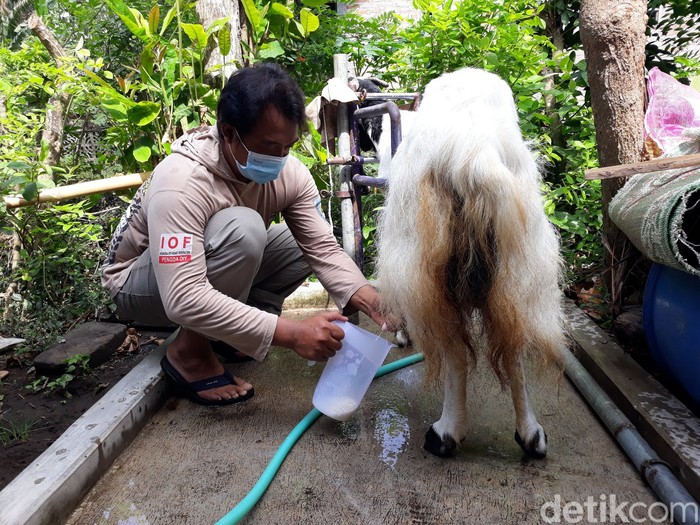 Susu Kambing Etawa Dipercaya Bisa Atasi Gejala Covid-19, Susu Kambing Etawa di Bantul Diminati Warga