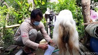 Sesampainya di lokasi, Yuni menanyakan alasan memesan susu kambing etawa. Setelah berbincang ternyata sang pemesan mengonsumsi susu kambing etawa untuk pengobatan COVID-19. Foto: detikcom/Pradito Rida Pertana