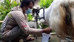 Banjir Pesanan, Susu Kambing Etawa Bantul Dipercaya Bisa Atasi Gejala Covid-19