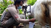 Menurut Yuni, dengan 25 kambing etawa dalam sehari setiap indukan mampu menghasilkan 1,5-2 liter susu segar. Waktu pemerahan dilakukan saat pagi hari dan sore hari. Foto: detikcom/Pradito Rida Pertana