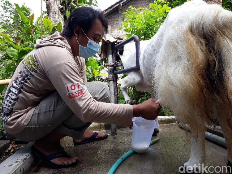 Banjir Pesanan, Susu Kambing Etawa Bantul Dipercaya Bisa Atasi Gejala Covid-19