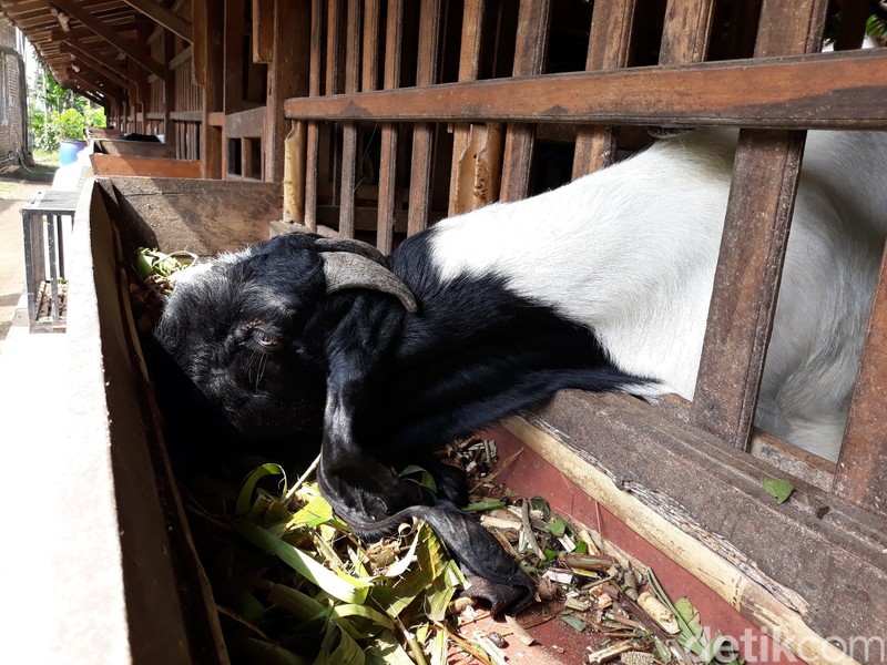 Dipercaya Bisa Atasi Gejala Covid-19, Susu Kambing Etawa di Bantul Diminati Warga
