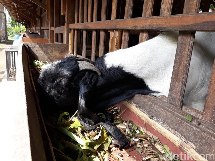 Susu Kambing Etawa Dipercaya Bisa Atasi Gejala Covid-19, Susu Kambing Etawa di Bantul Diminati Warga