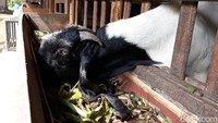 Berawal dari permintaan susu kambing untuk pasien COVID-19, seorang peternak kambing etawa di Pedukuhan Sangkeh RT.41, Kalurahan Srigading, Kapanewon Sanden, Kabupaten Bantul kebanjiran pesanan. Foto: detikcom/Pradito Rida Pertana
