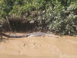 Tim SAR Temukan Buaya Saat Cari Bocah Hilang di Sungai di Kaltim