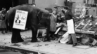 Tak kalah unik dan menarik perhatian, seekor gajah bernama Rosie ini berjalan di Epsom High Street dengan plakat di punggungnya yang mengiklankan pesta taman untuk membantu Rumah Sakit Epsom dan Ewell Cottage di tahun 1932. Fox Photos/Getty Images.  
