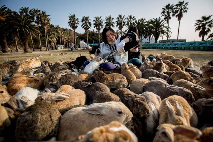 Pulau Okunoshima dikenal sebagai pulau kelinci. Pasalnya pulau yang berada di kawasan Jepang itu dihuni oleh ribuan kelinci. Penasaran?