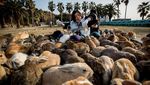 Ada di Jepang, Pulau Ini Penghuninya Kelinci