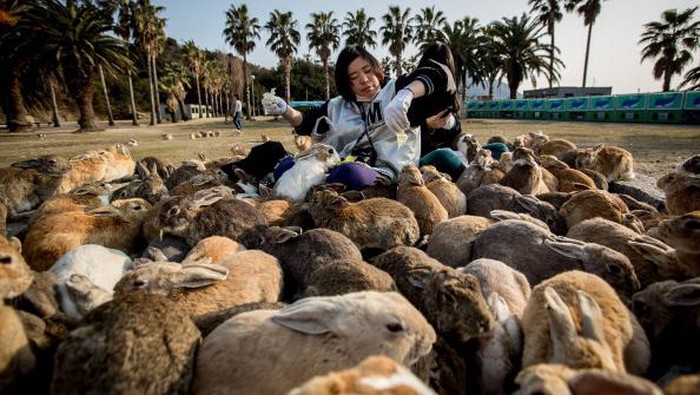 Pulau Okunoshima dikenal sebagai pulau kelinci. Pasalnya pulau yang berada di kawasan Jepang itu dihuni oleh ribuan kelinci. Penasaran?