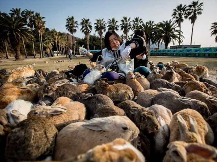 Potret Pulau Kelinci di Jepang yang Meresahkan Peneliti