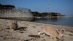 Ada di Jepang, Pulau Ini Penghuninya Kelinci