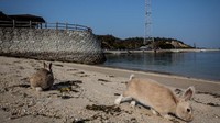 Aktivitas itu dilakukan secara rahasia hingga kabarnya titik koordinat lokasi fasilitas itu telah dihapus dari peta Jepang. Kehadiran kelinci-kelinci di Pulau Okunoshima juga dikabarkan tak lepas dari aktivitas rahasia tersebut.  