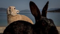 Melansir CNN Indonesia, Pada 1929 ketika tentara mulai membuat senjata kimia, beberapa kelinci dibawa ke Pulau Okunoshima dan digunakan untuk menguji keefektifan gas beracun. Hal itu memunculkan keyakinan bahwa para pekerja mungkin telah melepaskan kawanan kelinci yang setelah perang berakhir. 