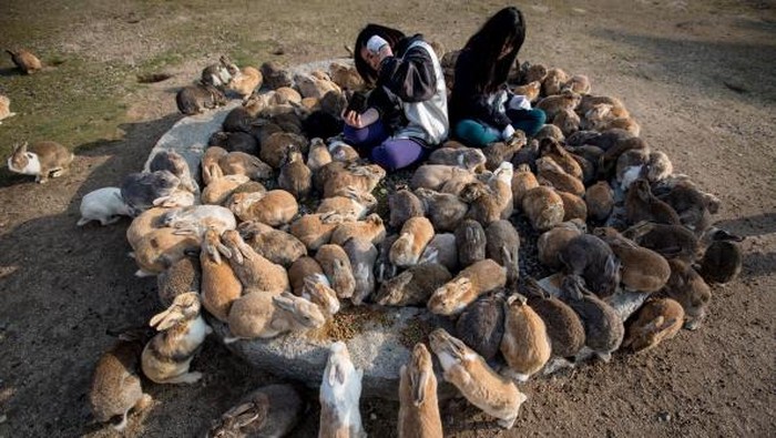 Pulau Okunoshima dikenal sebagai pulau kelinci. Pasalnya pulau yang berada di kawasan Jepang itu dihuni oleh ribuan kelinci. Penasaran?