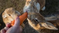Terlepas dari misteri asal-usul kelinci-kelinci di Pulau Okunoshima, pulau tersebut kini menjadi salah satu destinasi wisata populer di Jepang.