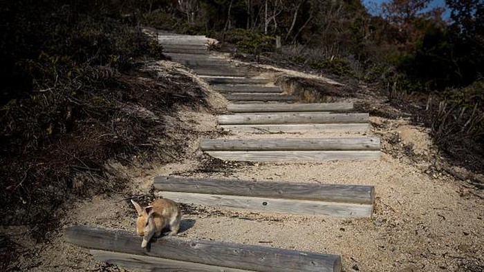 Pulau Okunoshima dikenal sebagai pulau kelinci. Pasalnya pulau yang berada di kawasan Jepang itu dihuni oleh ribuan kelinci. Penasaran?