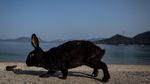 Ada di Jepang, Pulau Ini Penghuninya Kelinci