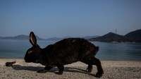 Tak cuma memiliki Pulau Aoshima yang dikenal sebagai pulau kucing, Jepang juga memiliki pulau kelinci.