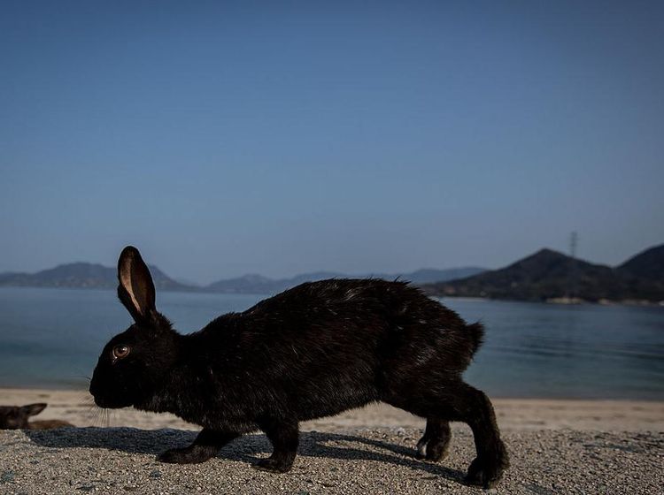 Ada di Jepang, Pulau Ini Penghuninya Kelinci