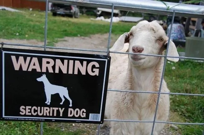 Di gambarnya sih tulisannya ada anjing penjaga. Tapi kenyataannya bukan anjing penjaga, malah adanya kambing penjaga. Foto: 1cak.com