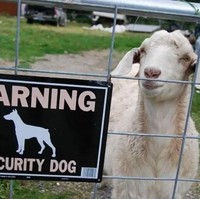 Di gambarnya sih tulisannya ada anjing penjaga. Tapi kenyataannya bukan anjing penjaga, malah adanya kambing penjaga. Foto: 1cak.com