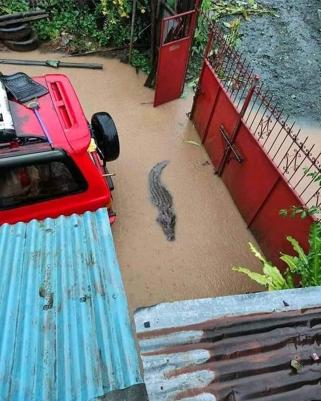 Kalau hewan peliharaannya seperti ini dijamin maling juga mikir berkali-kali deh buat mencuri. Gimana mau maling kalau masuknya aja udah nggak punya nyali. Foto: 1cak.com