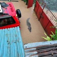 Kalau hewan peliharaannya seperti ini dijamin maling juga mikir berkali-kali deh buat mencuri. Gimana mau maling kalau masuknya aja udah nggak punya nyali. Foto: 1cak.com