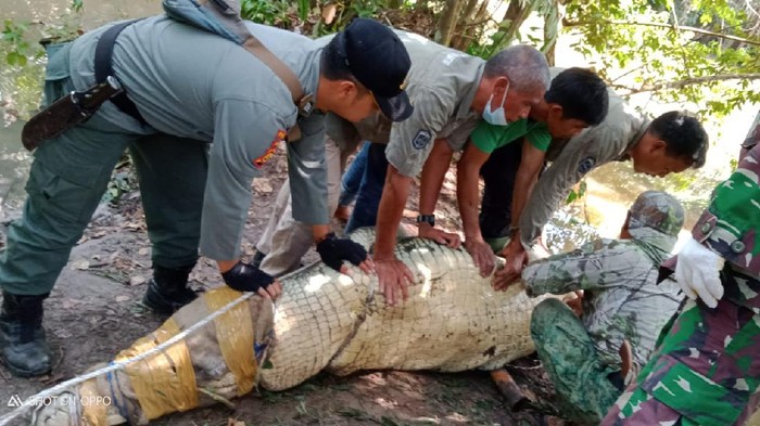 Evakuasi buaya jumbo 400 kg dari penangkaran di Jambi (Foto: dok. BKSDA)