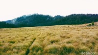 Jika beruntung, di perjalanan akan menjumpai beberapa jenis satwa liar. Misalnya Lutung Jawa (tracypithecus auratus), Rusa Timor (cervus timorensis), Babi Hutan (sus scrofa), Kijang (muntiacus muntjak), Kucing Hutan (felis bengalensis). (Chuk Shatu W/detikcom)