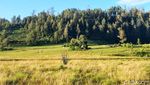 Foto: Gunung Argopuro, Trek Pendakian Terpanjang di Jawa