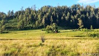 Ada 2 jalur untuk masuk kawasan ini. Yakni jalur timur via Baderan, Situbondo dan jalur barat melalui Bremi, Probolinggo. (Chuk Shatu W/detikcom)