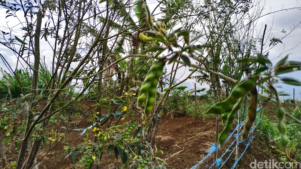 Gurih Mantap! Sup Kacang Gude Spesial dari Desa Nglelo di Lereng Gunung Merbabu