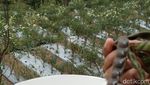 Sup Kacang Gude Spesial di Lereng Gunung Merbabu