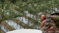 Gude sendiri termasuk jenis kacang-kacangan dengan nama latin Cajanus cajan. Butiran kacang gude yang berwarna hitam ini sarat akan nutrisi. Foto: Erliana Riady