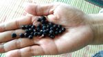 Sup Kacang Gude Spesial di Lereng Gunung Merbabu