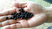 Diantaranya bawang putih, merica dan kencur. Tak lupa daun salam dan serai ikut dimasukkan agar aroma sup gude makin sedap menggoda. Foto: Erliana Riady