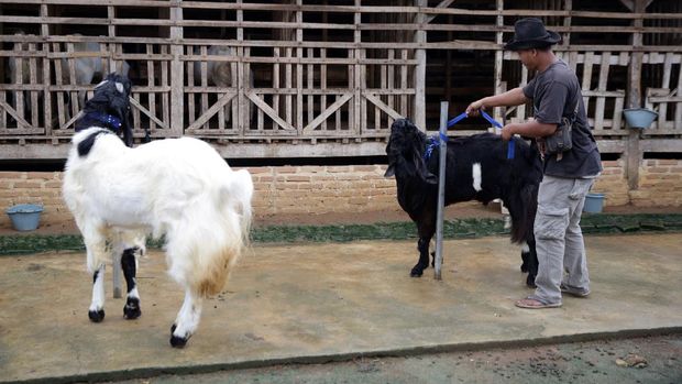 Kambing Hias Lampung