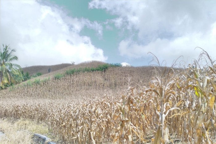 Ladang Jagung