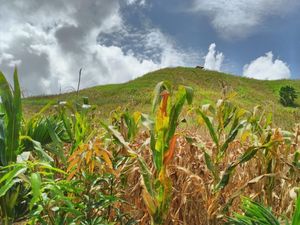 Kemendag-Kementan Ribut soal Data Jagung, Solusinya Apa?