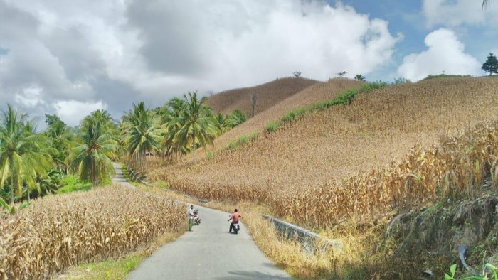 Ladang Jagung