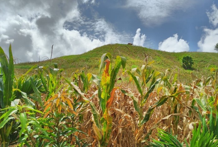 Ladang jagung di Gorontalo