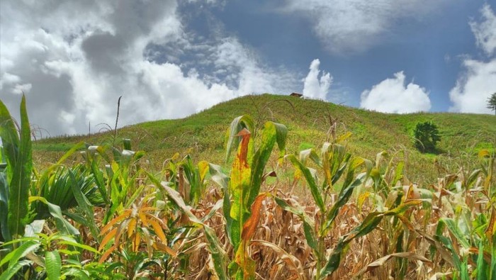 Ladang jagung di Gorontalo