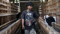 Salah seorang peternak kambing hias asal Lampung Tengah, Nanto berbagi cerita tentang bisnis ternak dan jual-beli kambing yang sudah ditekuninya sejak 2012 silam. Nanto mengaku mulai berbisnis kambing dengan modal Rp2 juta saja saat itu. Berhasil memutar uang, Nanto pun mulai meningkatkan bisnis di tahun 2015 dengan merambah ternak kambing jenis kontes untuk meraih cuan yang lebih banyak.